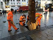 Um 6 Uhr begann man mit der Aufstellung des Christbaums aus Freyung-Grafenau auf dem Marienplatz (©Foto: Martin Schmitz)